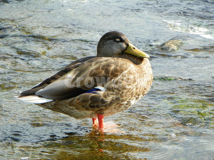 오리,조류,동물,부리,날개,깃털,duck