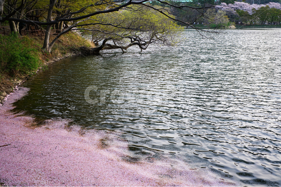 풍경,봄,진해,내수면환경생태공원,공원,봄,계절,spring,season,자연,풍경,nature,landscape,water,물,outdoors,옥외