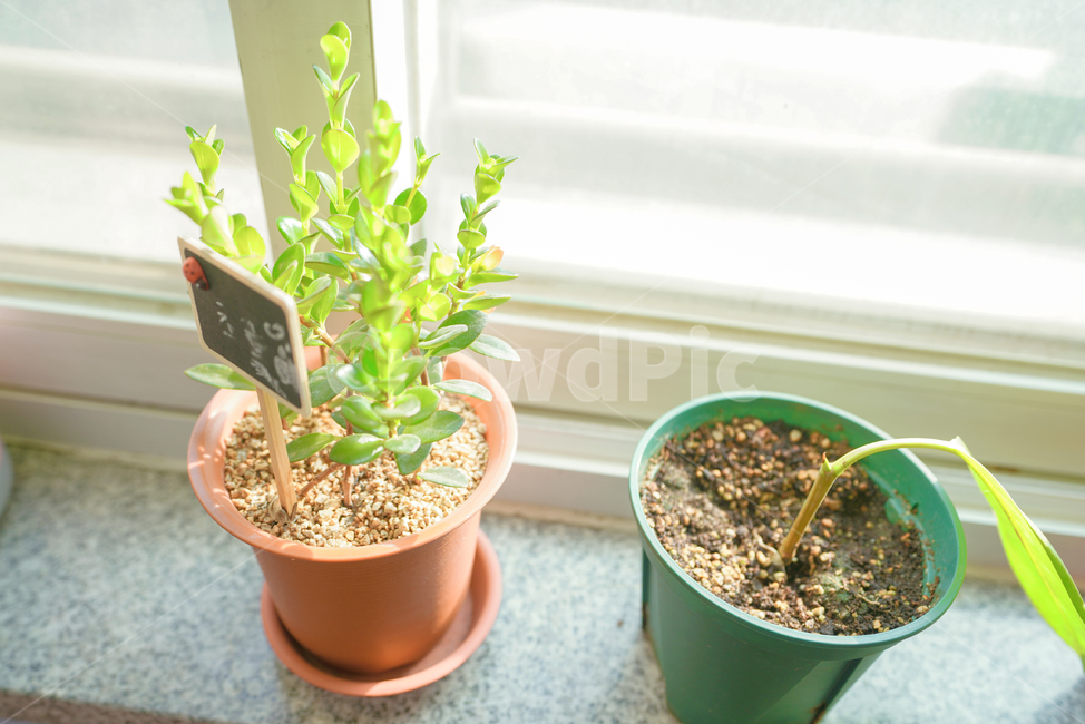 식물,화분,취미,녹색,햇살,green,생명,plant,창가,창문,실내용화초,화분,화초,house plant