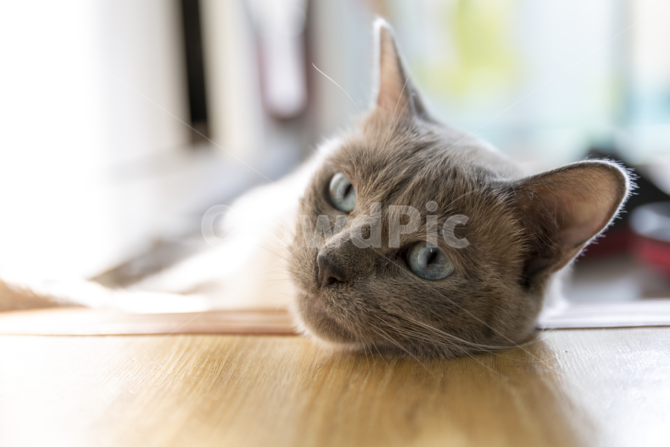 고양이,샤미즈,코코,샴,냥냥이,동물,animal,포유류,mammal,고양이,cat,kitten,kitty