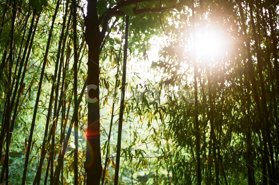 여름,녹음,대구수목원,햇빛,역광,필름사진,자연,풍경,nature,landscape