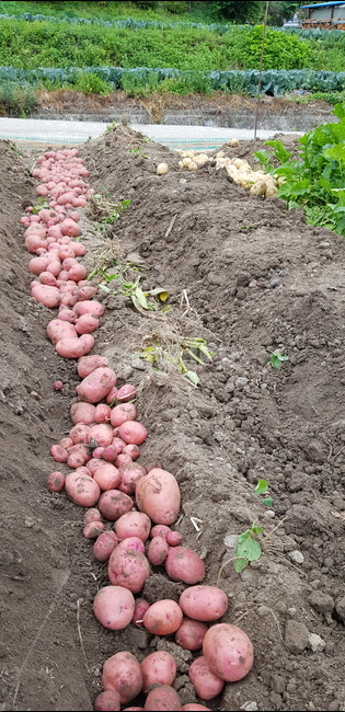 ground,감자,potato,식재료,plant,식물
