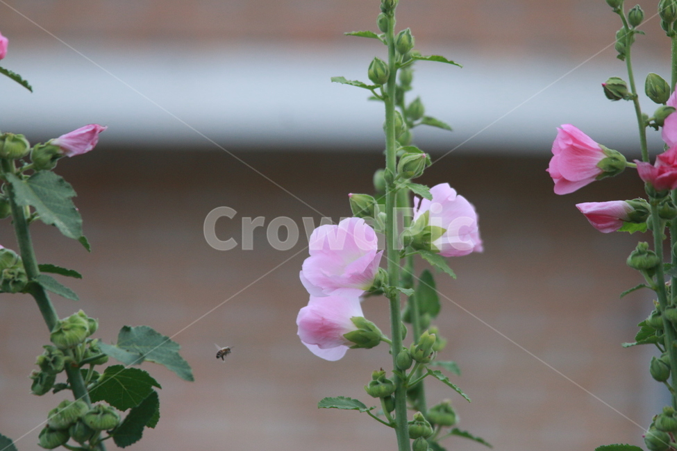 우중출사,휴식,접시꽃,물방울,꿀벌,풍요,장마,소강상태,식물,자연,plants,nature,꽃,flower