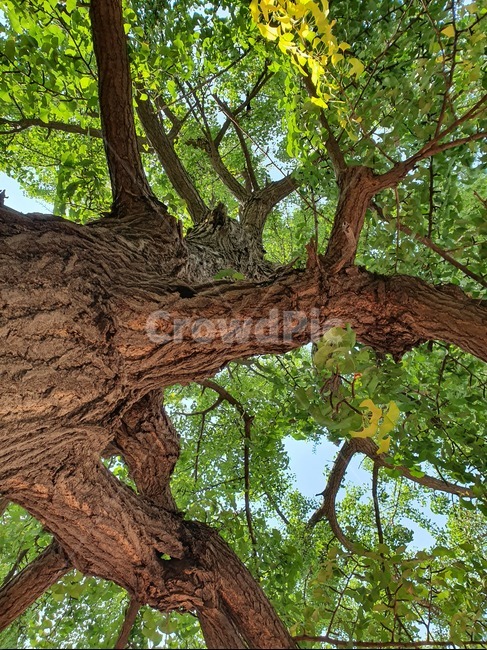은행나무,나무,나무줄기,tree,오래된은행나무,식물,자연,plants,nature,나무,trees,wood