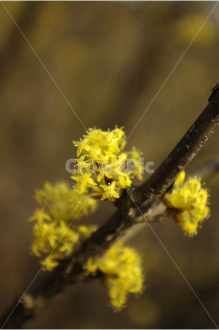 산수유,나무,꽃봉오리,봄,봄날,봄풍경,봄꽃,감성,spring,flower,봄길,산책,봄나들이,식물,꽃,봄,계절,spring,season,식물,자연,plants,nature,꽃,flower,plant