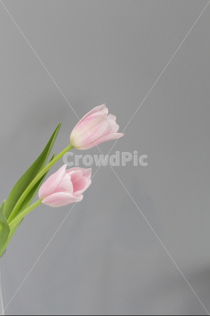 tulip,flower,springflower,튤립,꽃,배경화면,식물,자연,plants,nature,꽃,flower