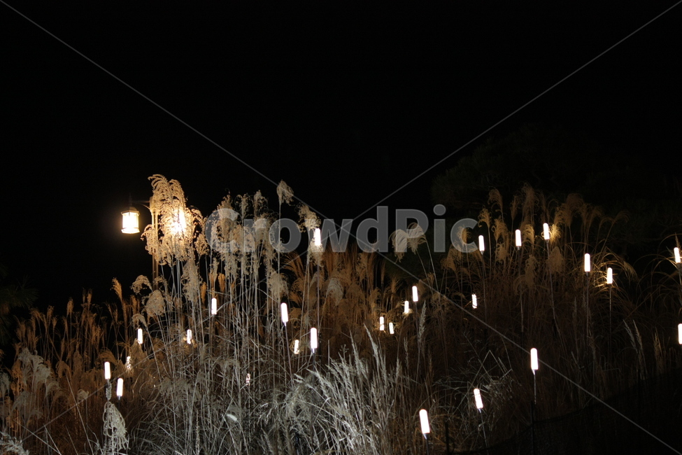별,별빛,겨울,산책,데이트,오색,색,공원,정원,배경,야경,밤,풍경,nightscape,night,landscape