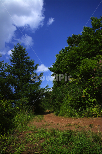 여름,길,하늘,초록,나무,식물,자연,풍경,plant,tree,자연,풍경,nature,landscape