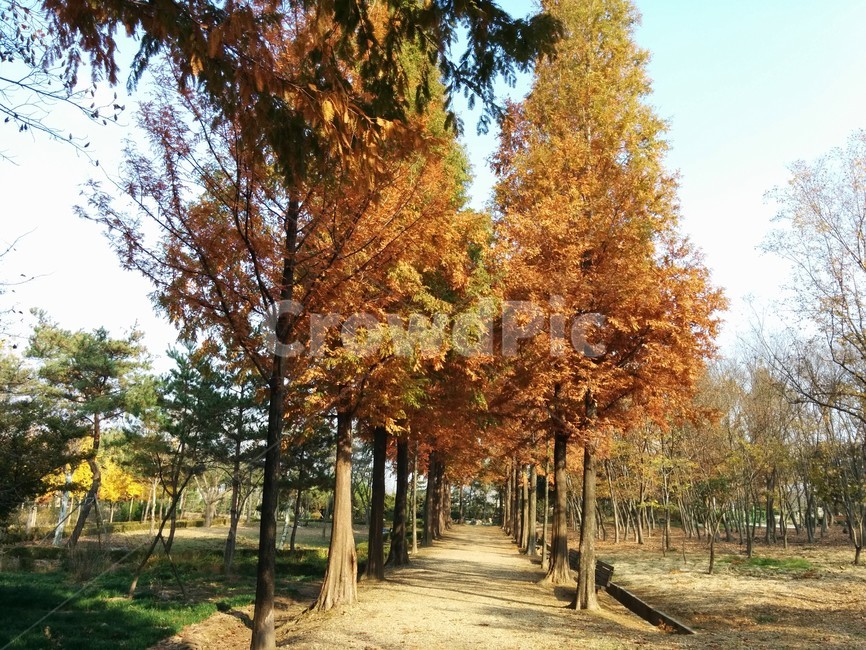 원광대학교,단풍,가을,단풍나무,가로수길,가을,계절,fall,autumn,season,tree,나무,plant,식물,maple
