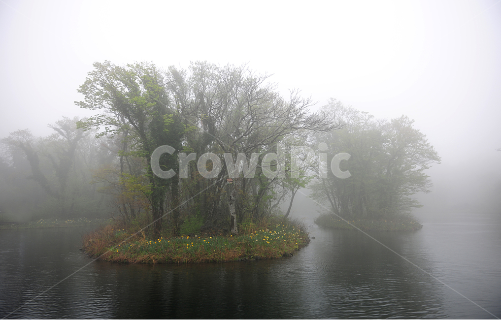 fog,날씨,weather,outdoors,안개,mist,나무,저수지,흐린,아침,고요,우울,숲,젖은,풍경