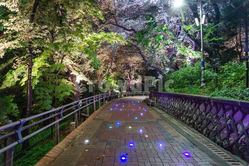 인천,자유공원,야경,led,나무,야간,공원,산책,산보,산길,통로,path,길,보도,수풀