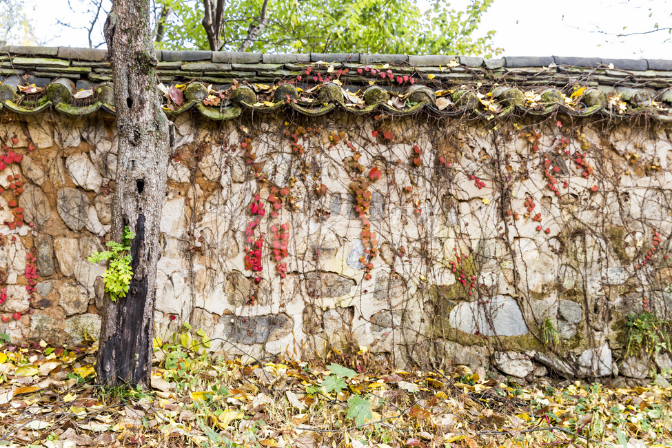 담장이,담벼락,기와,가을,낙엽,단풍,가을,계절,fall,autumn,season,한국전통,한국문화,korean traditional,korean culture,건축물,건물외관,exterior,building,structure,architecture,construction,plant,식물