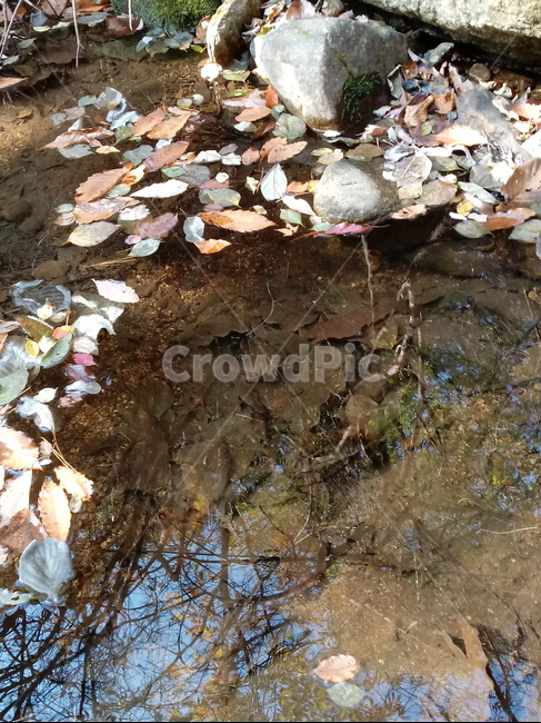 낙엽,단풍,落葉,leaves,나뭇잎,maple,잎,계절,가을,자연,풍경,outdoors,옥외,fallautumnseason,naturelandscape,풍경사진,물,가을,계절,fall,autumn,season,nature,water