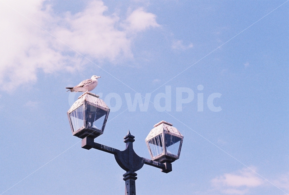 가로등,풍경,하늘,갈매기,새,필름카메라,동물,animal,조류,새,birds,감성,sensible,feeling