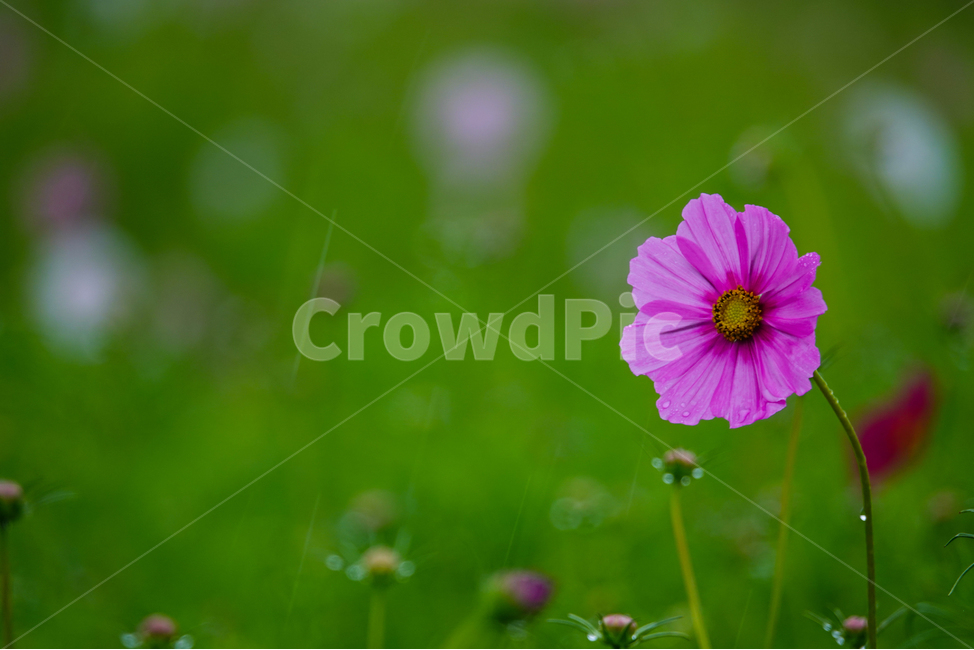 plant,식물,flower,꽃,가을,코스모스,꽃밭,식물,자연,plants,nature,꽃,flower