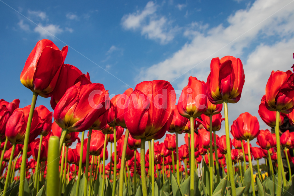 튤립,tulip,꽃,봄,풍경,레드,하늘,꽃밭,빨간,붉은,빨강,빨간색,파란,푸른,구름,자연,식물,경치,들판,밝은,정원,가든,만개,활짝핀,활짝피다,여름,컬러,칼라,컬러풀한,칼라풀한,색상,색감,아름다움,아름다운,예쁜,신선한,야외,꽃잎,계절,배경,바탕,백그라운드,그린,초록,flower,red,spring,tulips,bluesky,field,garden,bloom,blooming,blossom,landscape,blue,fields,sky,springtime,summer,nature,natural,color,colorful,beautiful,beauty,plant,fresh,clouds,cloud,flora,floral,green,leaf,outdoor,petal,season,background,bright