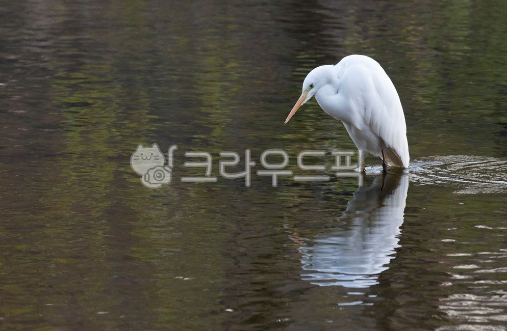 백로,새,중백로,bird,animal,동물,하천,물가,egret,heron,ardeidae,애니멀
