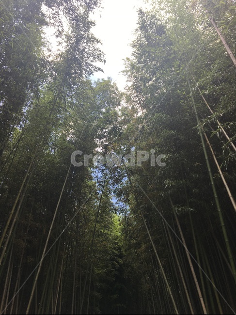 대나무,숲,빛,울창한,대나무숲,자연,풍경,nature,landscape,plant,식물