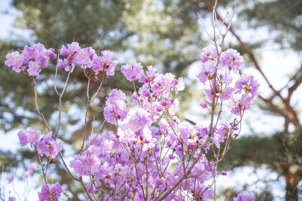 진달래,봄꽃,핑크,분홍,꽃나무,plant,식물,식물,자연,plants,nature,꽃,flower