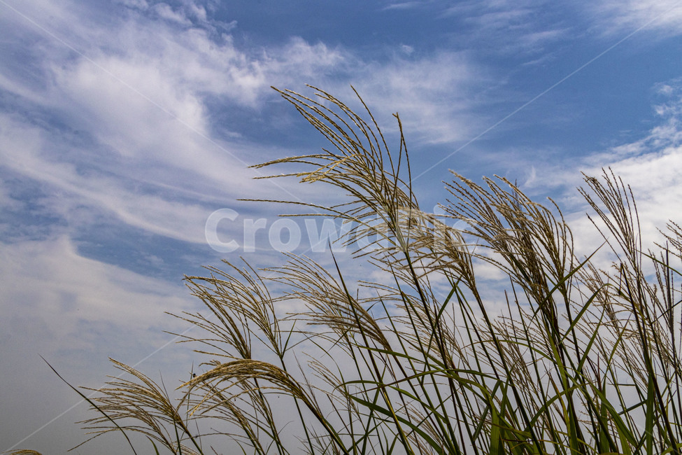 억새,억새풀,silvergrass,가을억새,푸른하늘,구름,plant,reed,식물,가을,계절,fall,autumn,season,grass,잔디,lawn,갈대