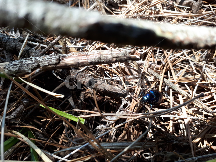 Chinese bluebrown leaf beetle,forest,summer,leaves,grass,plants,insect,wood,Chrysochuschinensis,macro,green,nature,tree,dry,brown,leaf,insects,Animals,plant,animal
