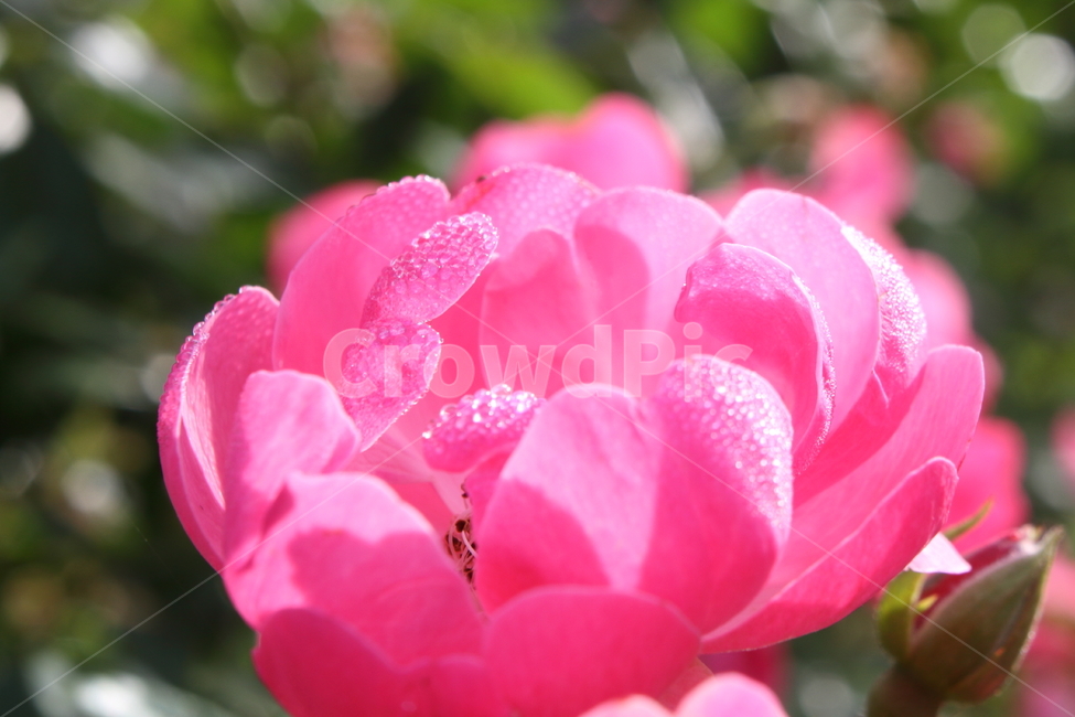 장미,꽃,식물,정원수,rose,식물,자연,plants,nature,꽃,flower