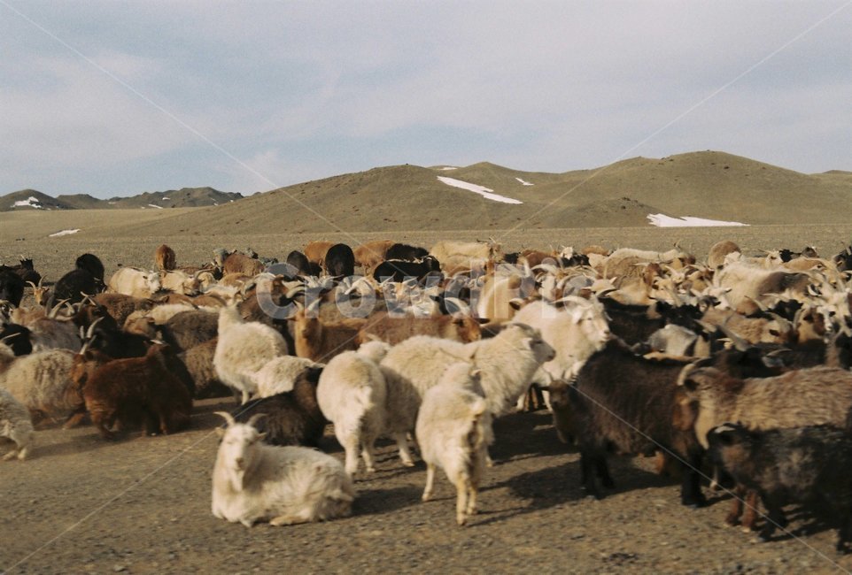 몽골,자연,동물,양,염소,산,무리,herd,초원,sheep,동물,animal,포유류,mammal