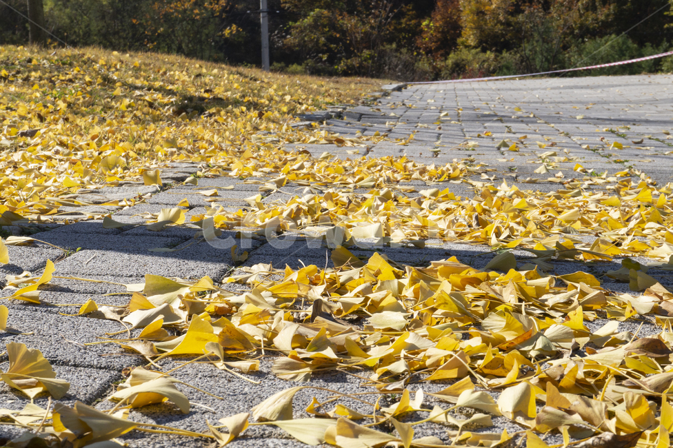 가을,산책로,은행잎,은행,공원,둔치,풍경,가을,계절,fall,autumn,season,leaf,잎,plant,식물,ground,바닥