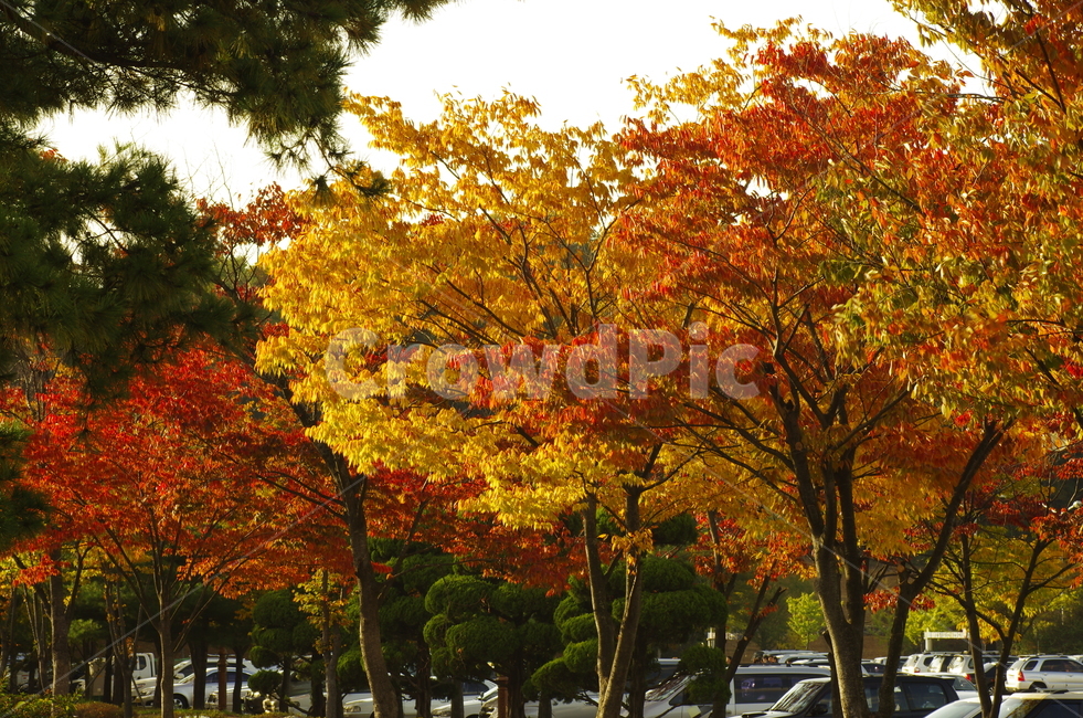 가을,단풍,나무,거리,노랑,scene,view,feeling,emotion,nature,landscape,season,풍경,감정,감성,자연,계절,tree,autumn,풍경사진,감성사진,정취