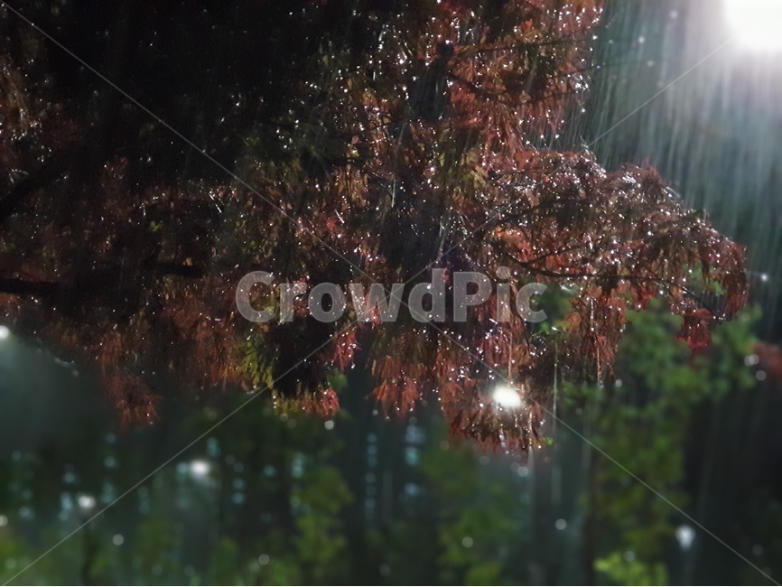 야경,나무,풍경,비,여름,가로등,비,비오는날,rain,rainy