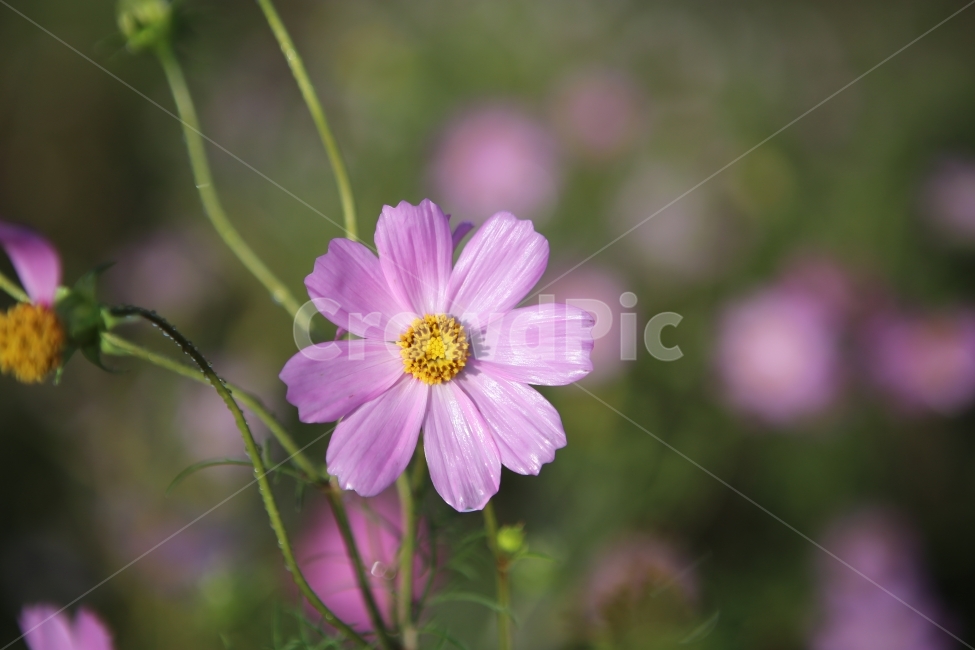 코스모스,이슬,촉촉함,판매,꽃,가을,계절,fall,autumn,season,식물,자연,plants,nature,꽃,flower,plant,daisies,데이지,blossom,daisy