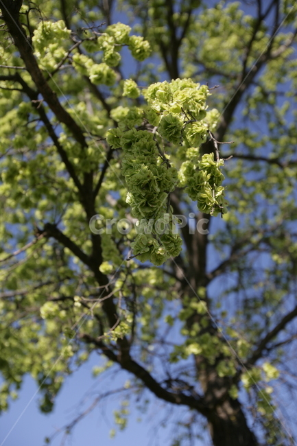 tree,나무,plant,식물,treetrunk,나무줄기