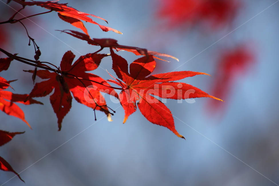 단풍,단풍나무,엽록소,가을,redleaves,가을,계절,fall,autumn,season,식물,자연,plants,nature,plant,leaf,잎,tree,나무