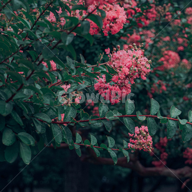 꽃,분홍,핑크,초록,나무,철쭉