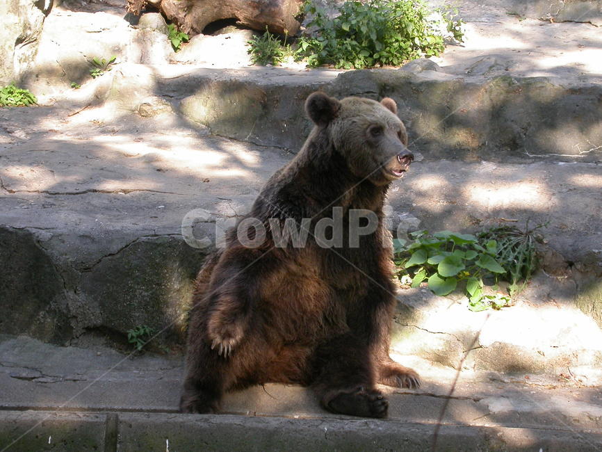 곰,포유류,서있는곰,곰한마리,갈색,브라운,동물,동물,animal,포유류,mammal
