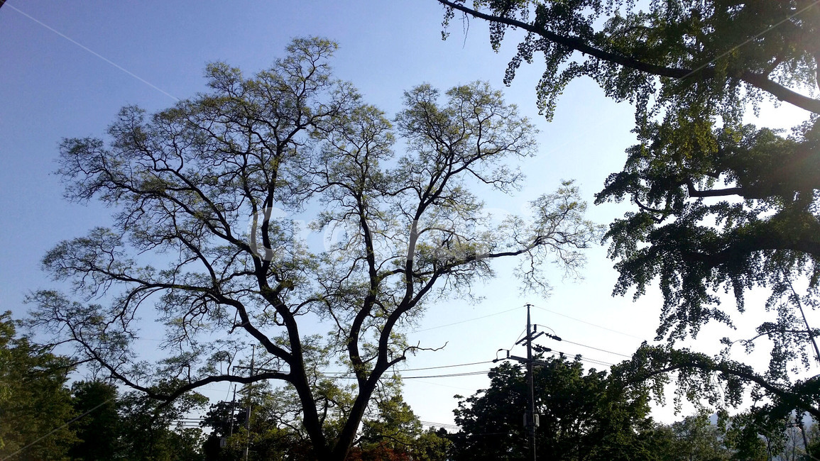 tree,나무,plant,식물,자연,식물,자연,plants,nature,나무,trees,wood
