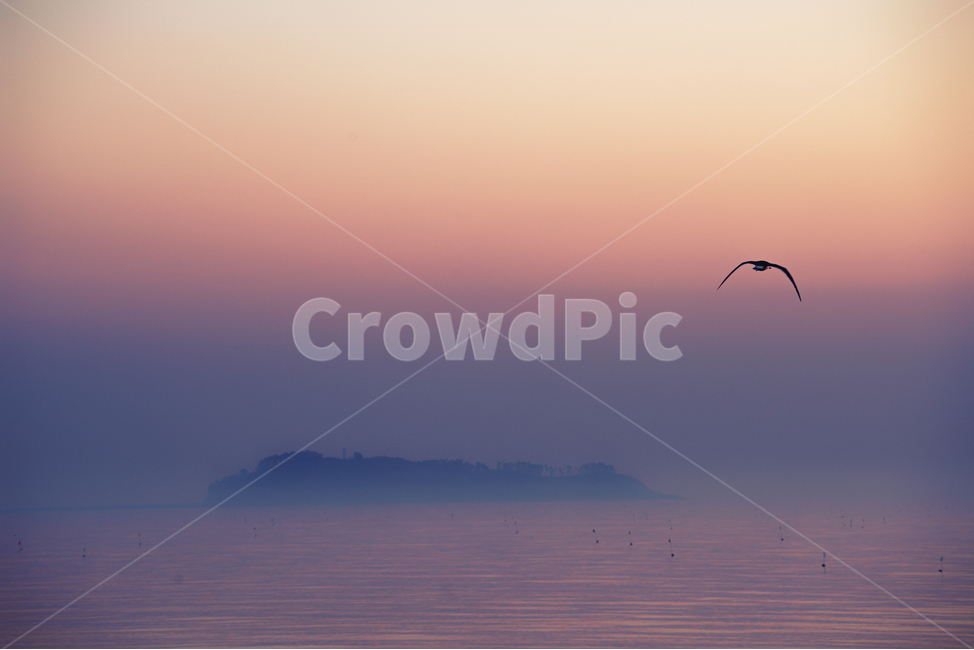갈매기,바다,노을,섬,풍경,자연,풍경,nature,landscape,동물,animal,조류,새,birds,색깔,색상,색채,색감,color sense,color sensitivity,feeling of color,bird,outdoors,옥외