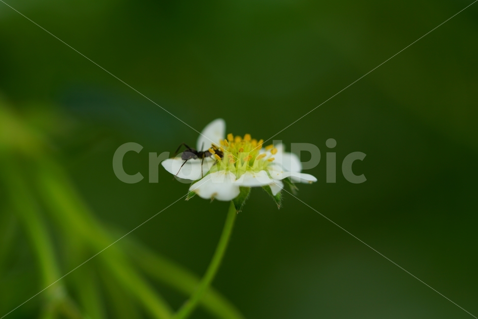 딸기꽃,식물,플라워,자연,nature,flower,이파리,잎사귀,곤충,벌레,개미,동물,insect,식물성,과실,농장,농작물,농산물,싱싱한,싱싱한다,과수원,ant,꽃잎,식물,자연,plants,nature,동물,animal,곤충,벌레,insect,bug,꽃,flower