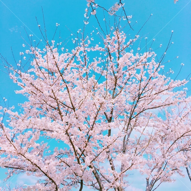 벚꽃,감성,봄,꽃,하늘
