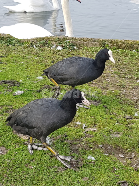 까만새,조류,자연,풍경,강가,동물,animal,조류,새,birds