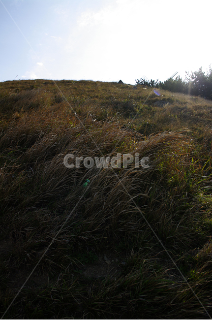 하늘,언덕,풀,잡초,풍경,식물,grass,잔디,plant,outdoors,옥외