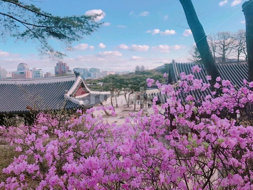 벚꽃,맑음,벚꽃나무,봄,자연