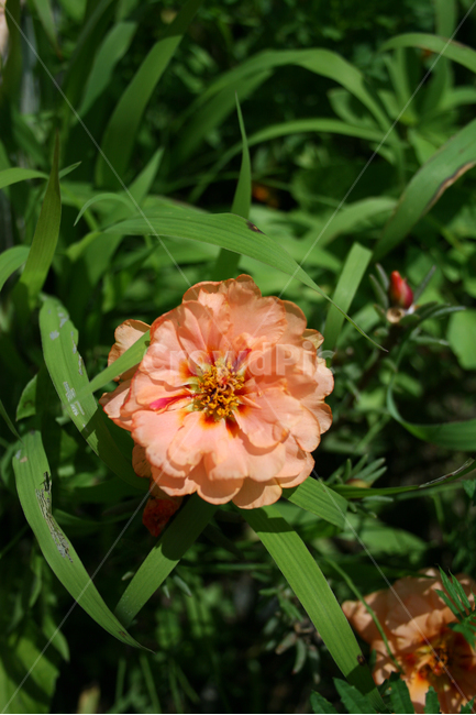 장미,식물,flower,plants,nature,꽃,꽃봉오리,식물,자연,plants,nature,꽃,flower
