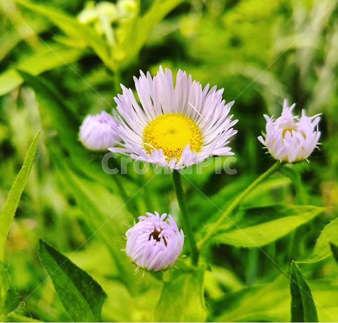풍경,배경,꽃,식물,자연,날씨,풀,잎사귀,landscape,background,flower,plants,nature,weather,식물,자연,plants,nature,꽃,flower