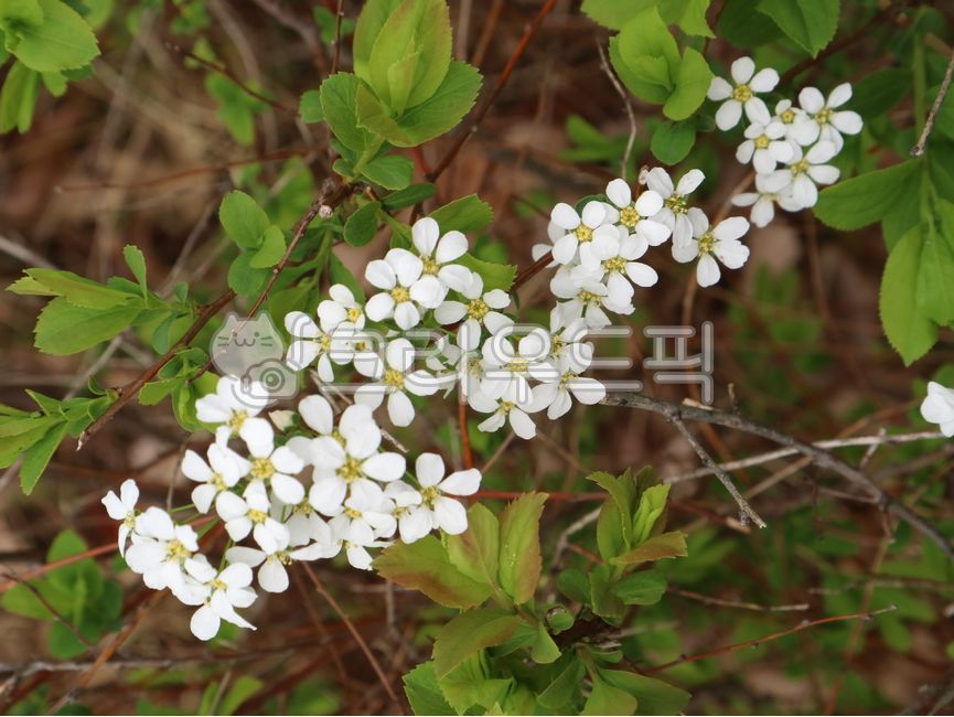 poppytree,poppyflower,spirea tree,bolssom,spirea flower,whiteflower,flower