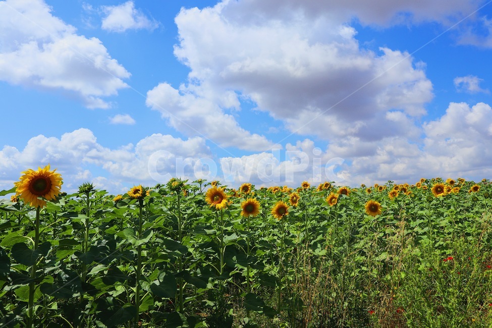 해바라기,자연,풍경,경치,sunflower