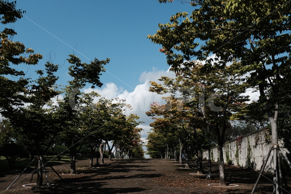 울산,문수구장,가을,하늘,파랑,자연,풍경,nature,landscape,가을,계절,fall,autumn,season,한국자연풍경,한국자연경관,korea nature landscape,plant,식물,tree,나무,tree trunk,나무 줄기