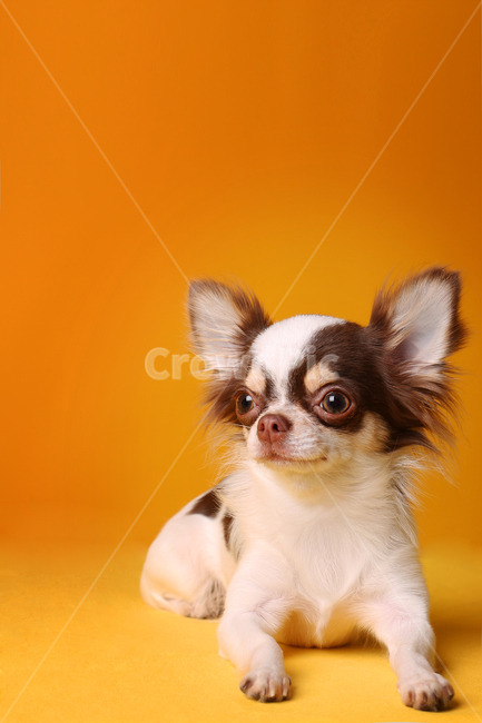 강아지,개,엎드린,노란색배경,치와와,장모치와와,웃고있는,smiledog,스튜디오,dog,puppy,yellowbackground,longhairedchihuahua,chihuahua