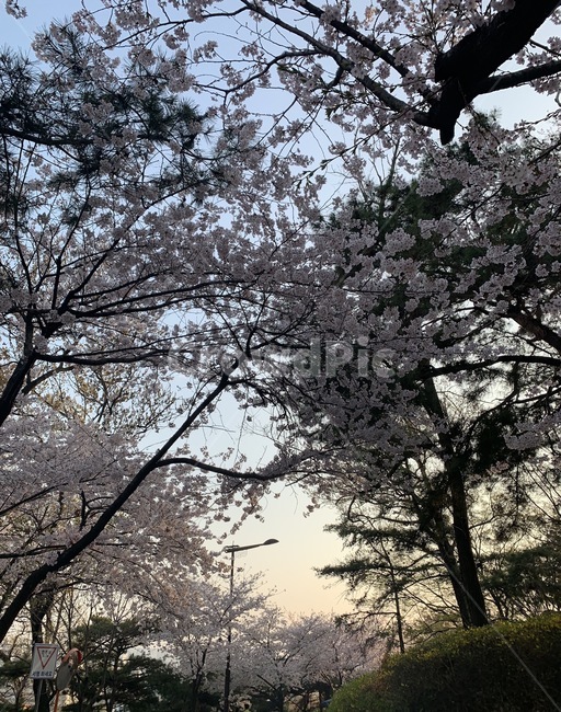 봄,벚꽃,꽃,나무,하늘,봄,계절,spring,season,plant,식물,flower,cherry blossom,blossom