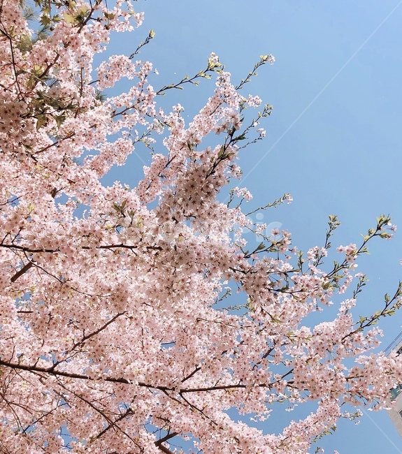 봄,벚꽃,핑크,하늘,꽃,나무,자연,pink,sky,하늘색,분홍,플라워,flower,spring